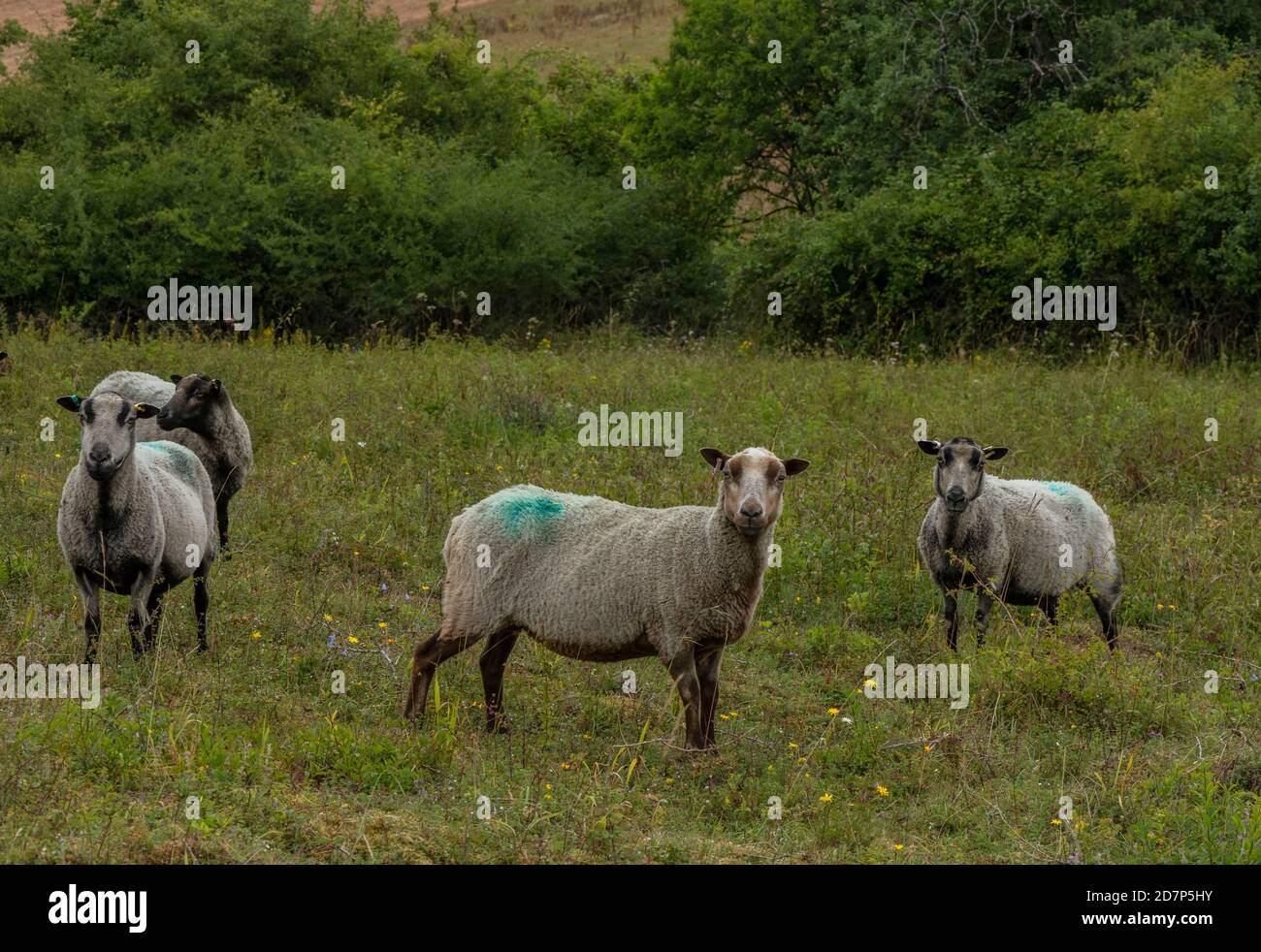 Gregge di pecore 'Badger-face' che pascolano il terreno discendente di gesso a Broughton Down, Hampshire. Foto Stock
