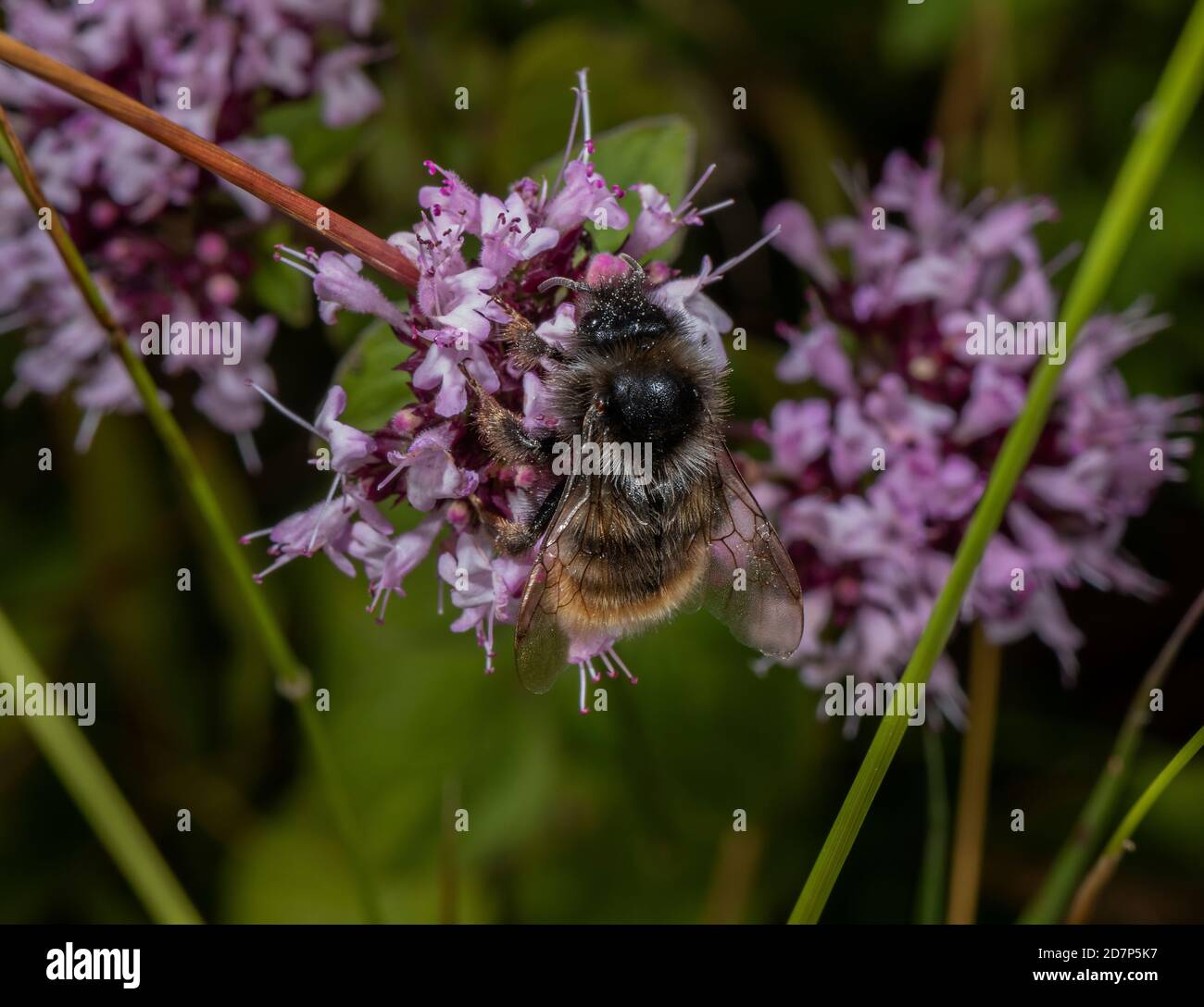 Bee a cucù a coda rossa maschile, Bombus rupestris, nutrimento su fiori di Marjoram; parassita sociale su Bumblebee a coda rossa. Foto Stock