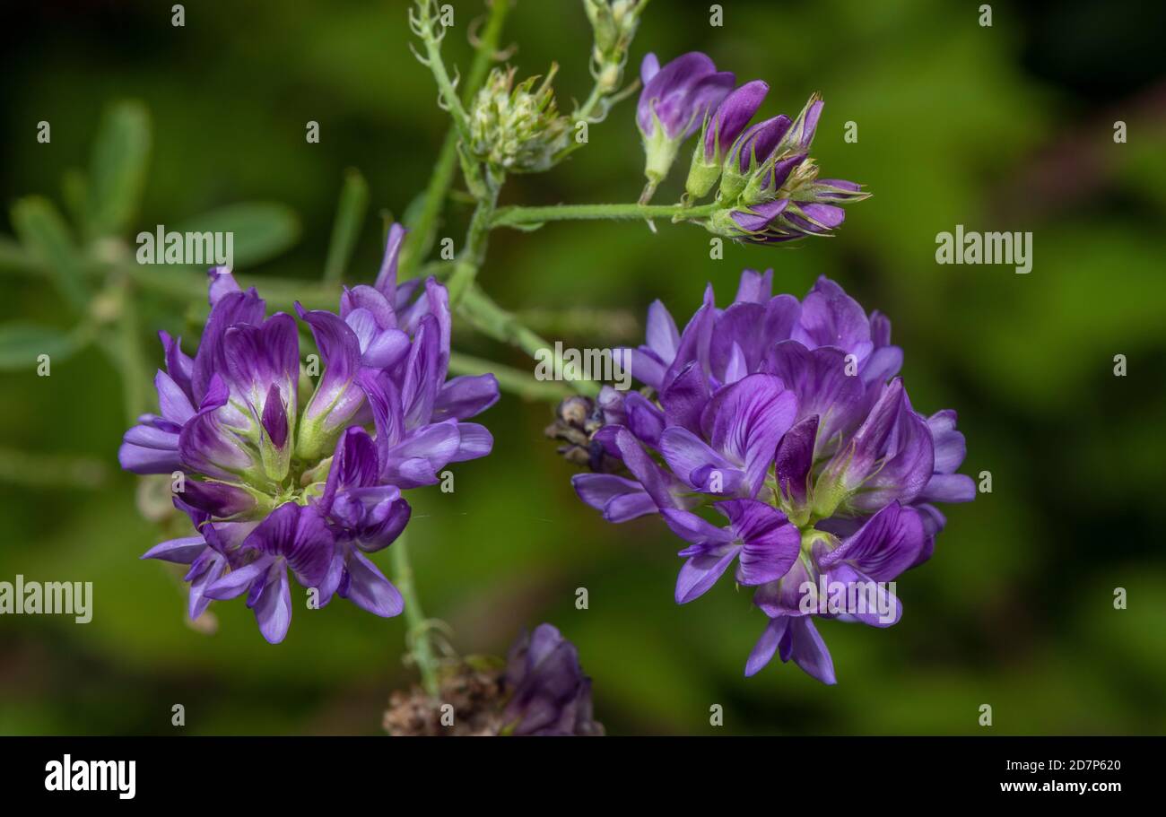 Lucerna, Medicago sativa ssp. Sativa, in fiore sul bordo del campo. Hampshire. Foto Stock