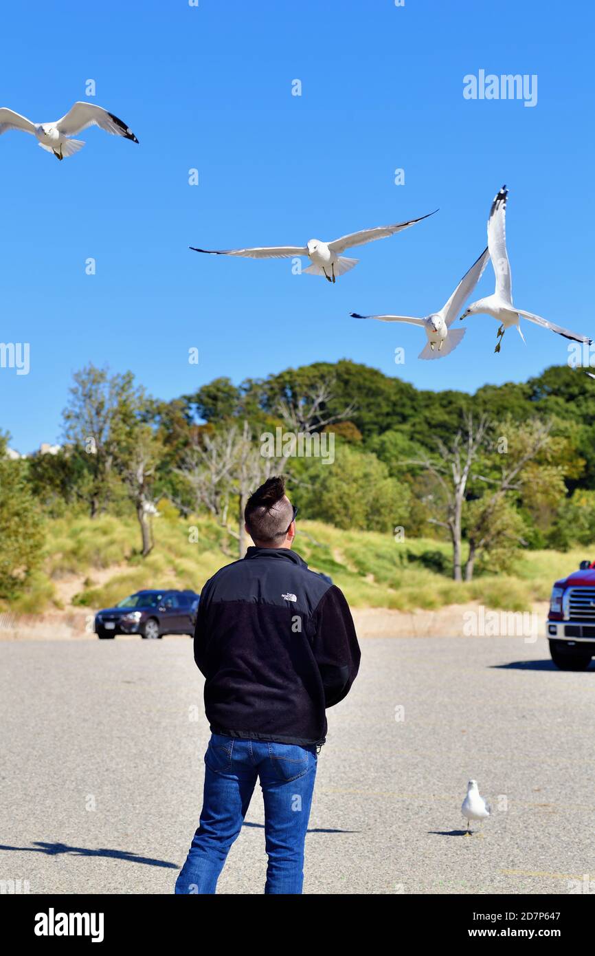 Olanda, Michigan, Stati Uniti. I gabbiani in volo sopra Holland Beach sorvolano un uomo che stava fornendo cibo agli uccelli. Foto Stock