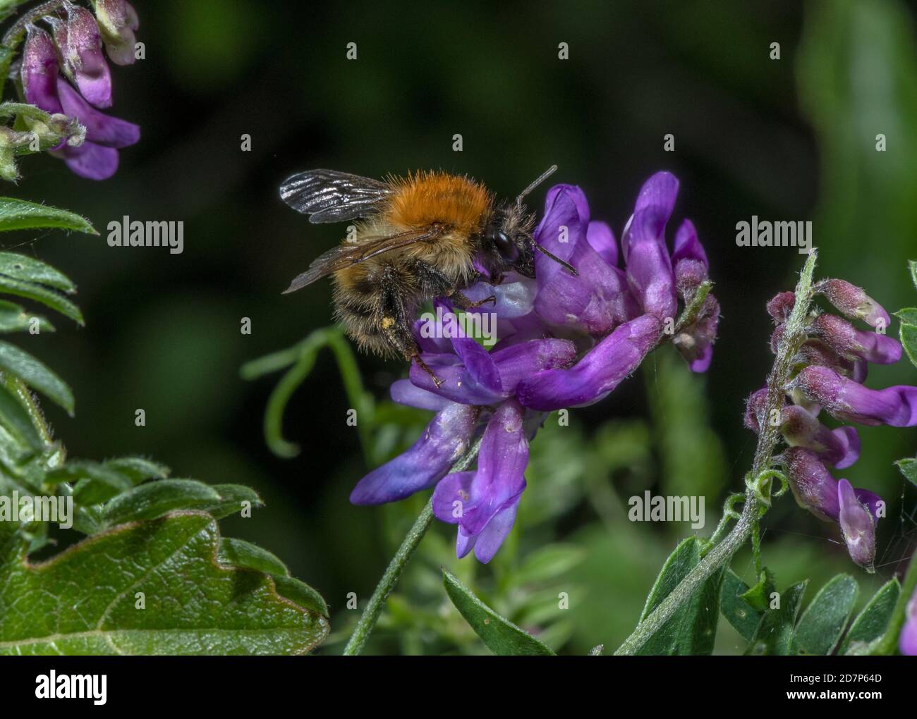 Carder Bee on Tutfted vetch, Vicia cracca, in fiore sul bordo campo. Hampshire. Foto Stock