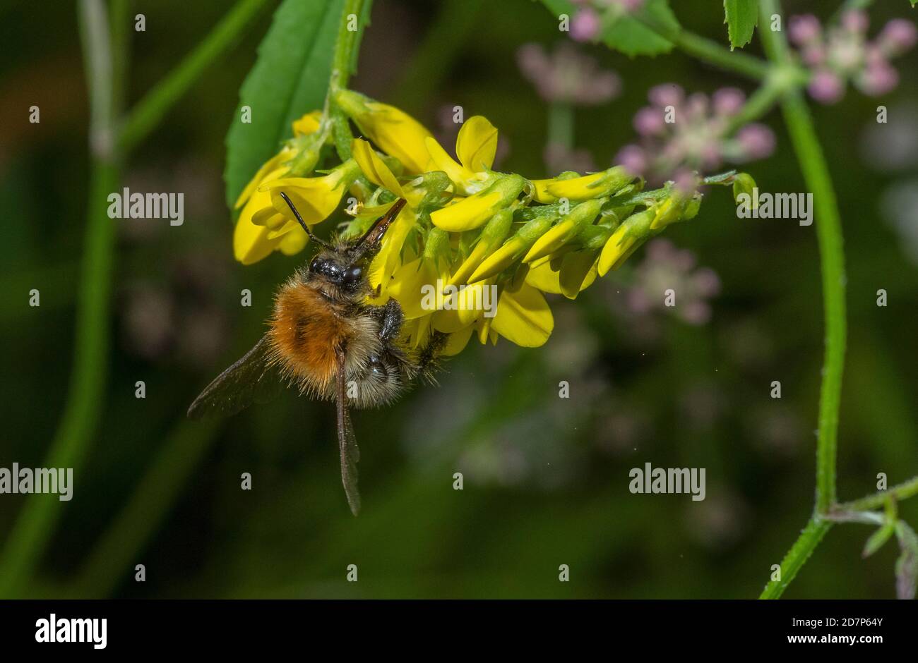 Carder Bee sul Melilot in fiore sul bordo del campo. Hampshire. Foto Stock