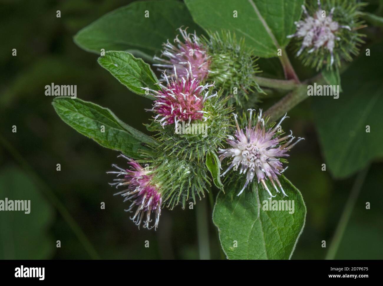 Minore burdock, Arctium meno, in fiore sul bordo del bosco, Hants. Foto Stock