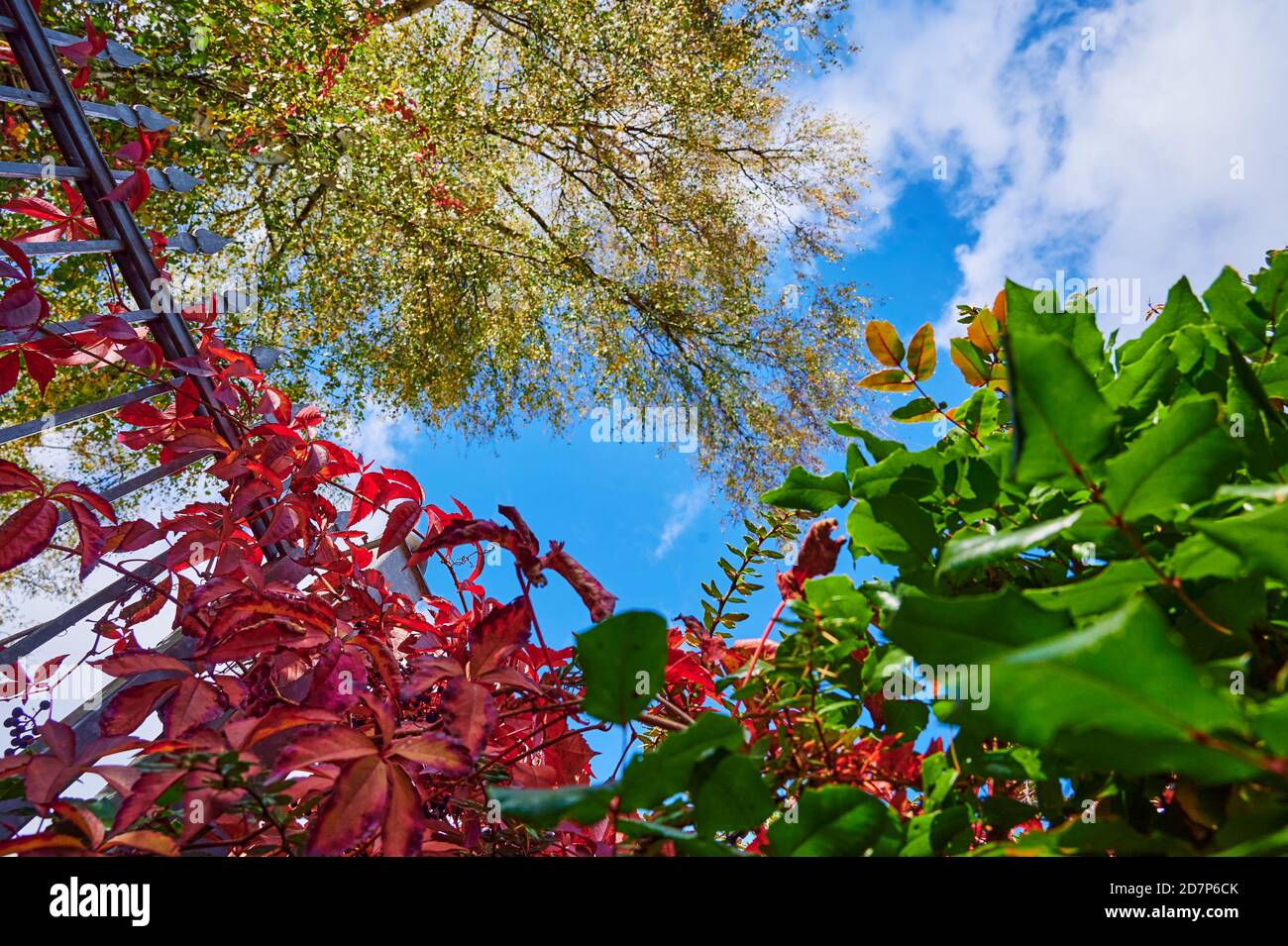 Vista dal basso di foglie rosse di vite selvatiche passate a un albero di betulla sfocato contro un cielo blu. L'attenzione si concentra sulle foglie superiori del vino rosso. Foto Stock