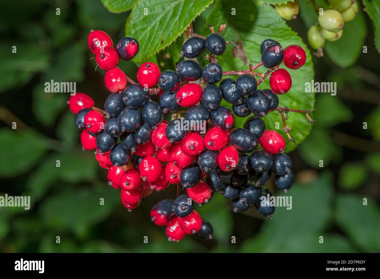 Le bacche mature di Wayfaring, Viburnum lantana, in tarda estate, su prateria di gesso. Foto Stock