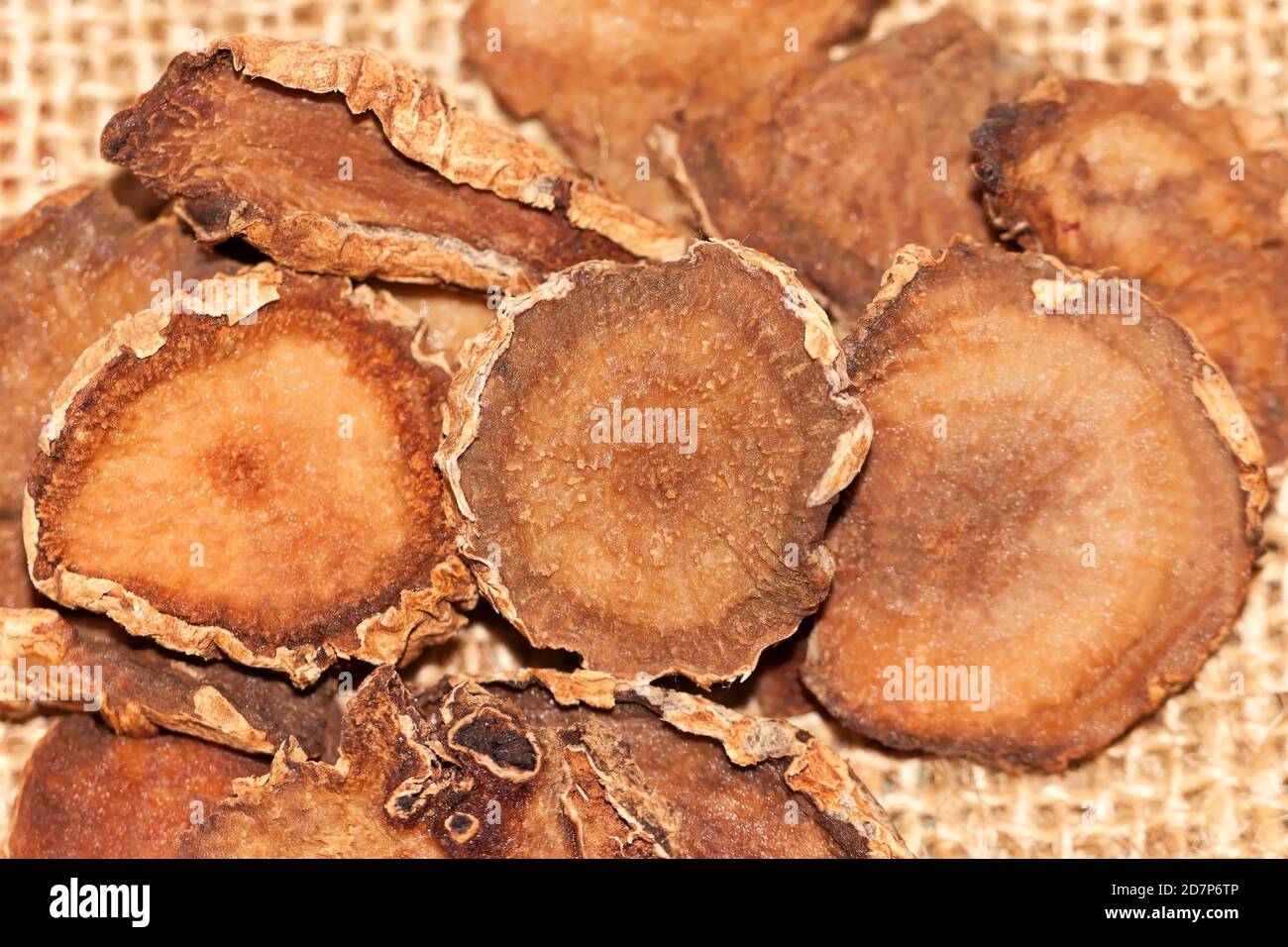 Il cavolo del diavolo (Harpagophytum procumbens), pianta medicinale africana, contro l'osteoartrite Foto Stock