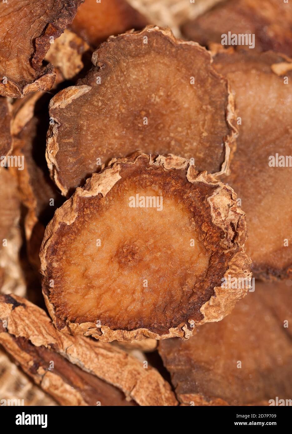 Il cavolo del diavolo (Harpagophytum procumbens), pianta medicinale africana, contro l'osteoartrite Foto Stock