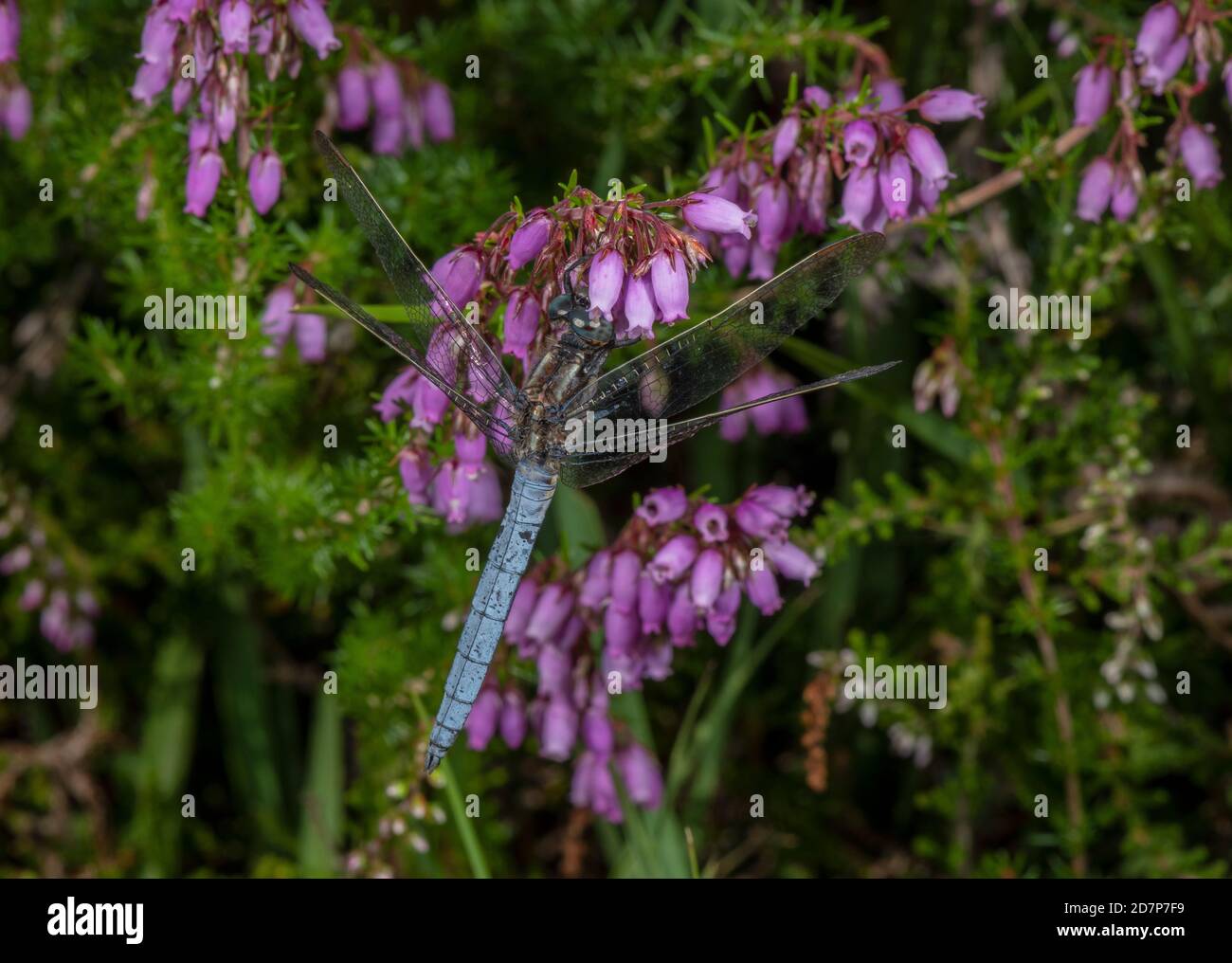 Skimmer Keheled maschio, Orthetrum coerulescens, arroccato su Bell Heather, Erica cinerea, su paludi. Foto Stock
