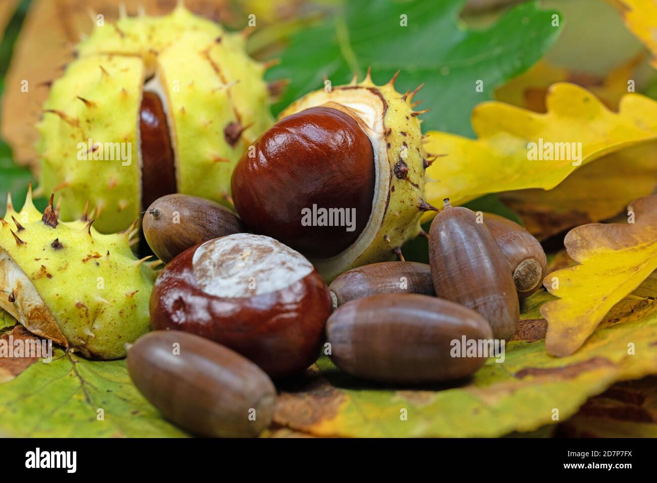 Castagne e ghiande in primo piano Foto Stock