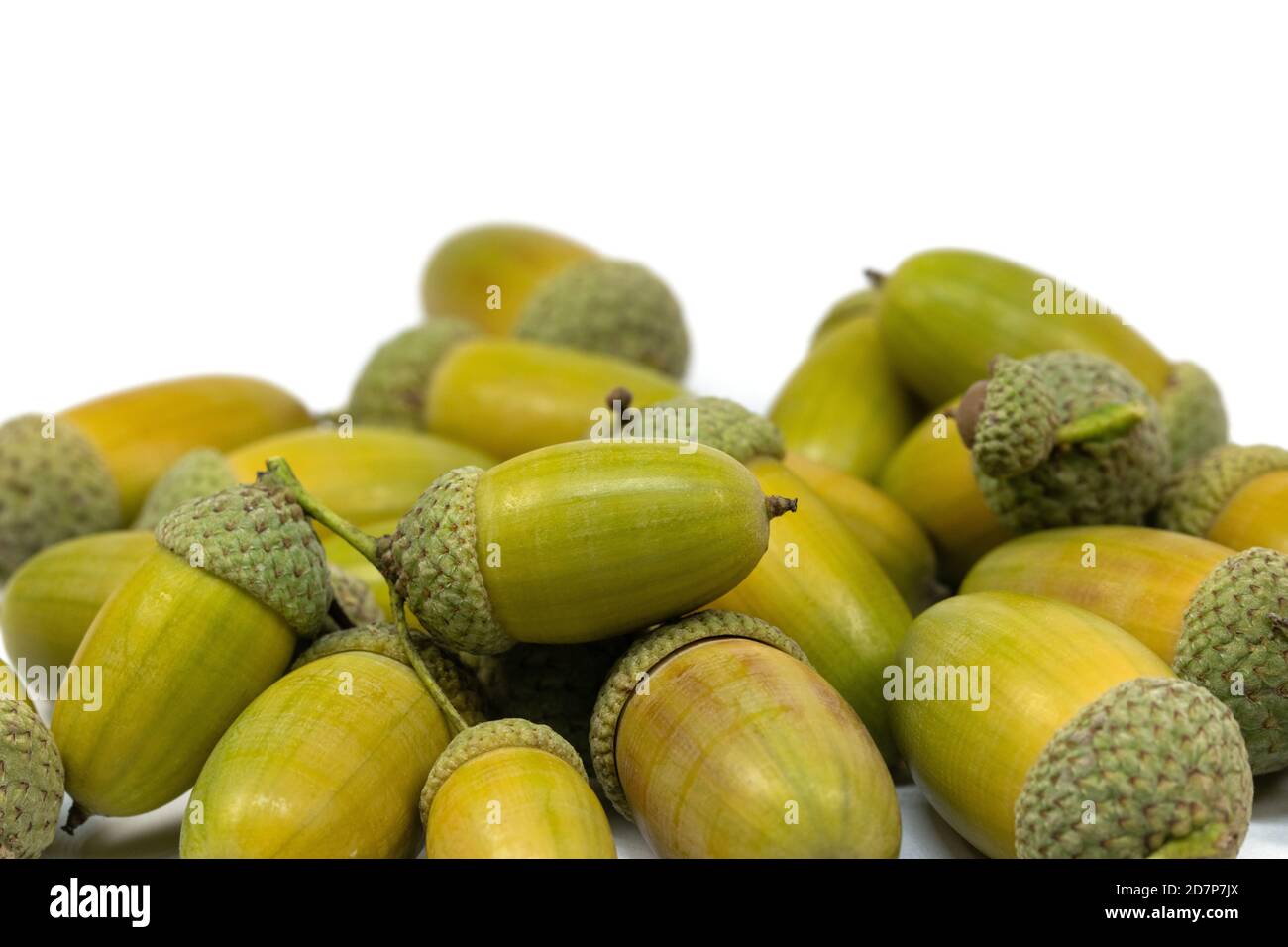 Frutti di farnia, Quercus robur L. in autunno Foto Stock