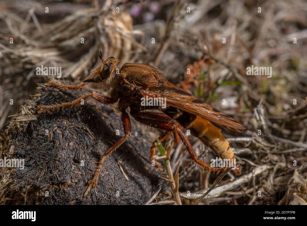 Hornet robberfly, Asilus crabroniformis, arroccato su pony dung in erba brughiera, Dorset. Foto Stock