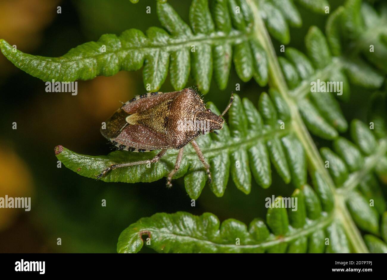 Hairy Shieldbug, Dolycoris baccarum arroccato su bracken. Foto Stock