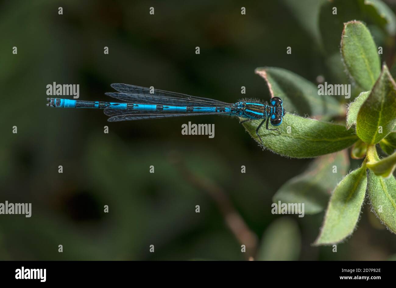 Male damselfly meridionale, Coenagrion mercuriale, arroccato dal torrente New Forest, Hampshire. Foto Stock