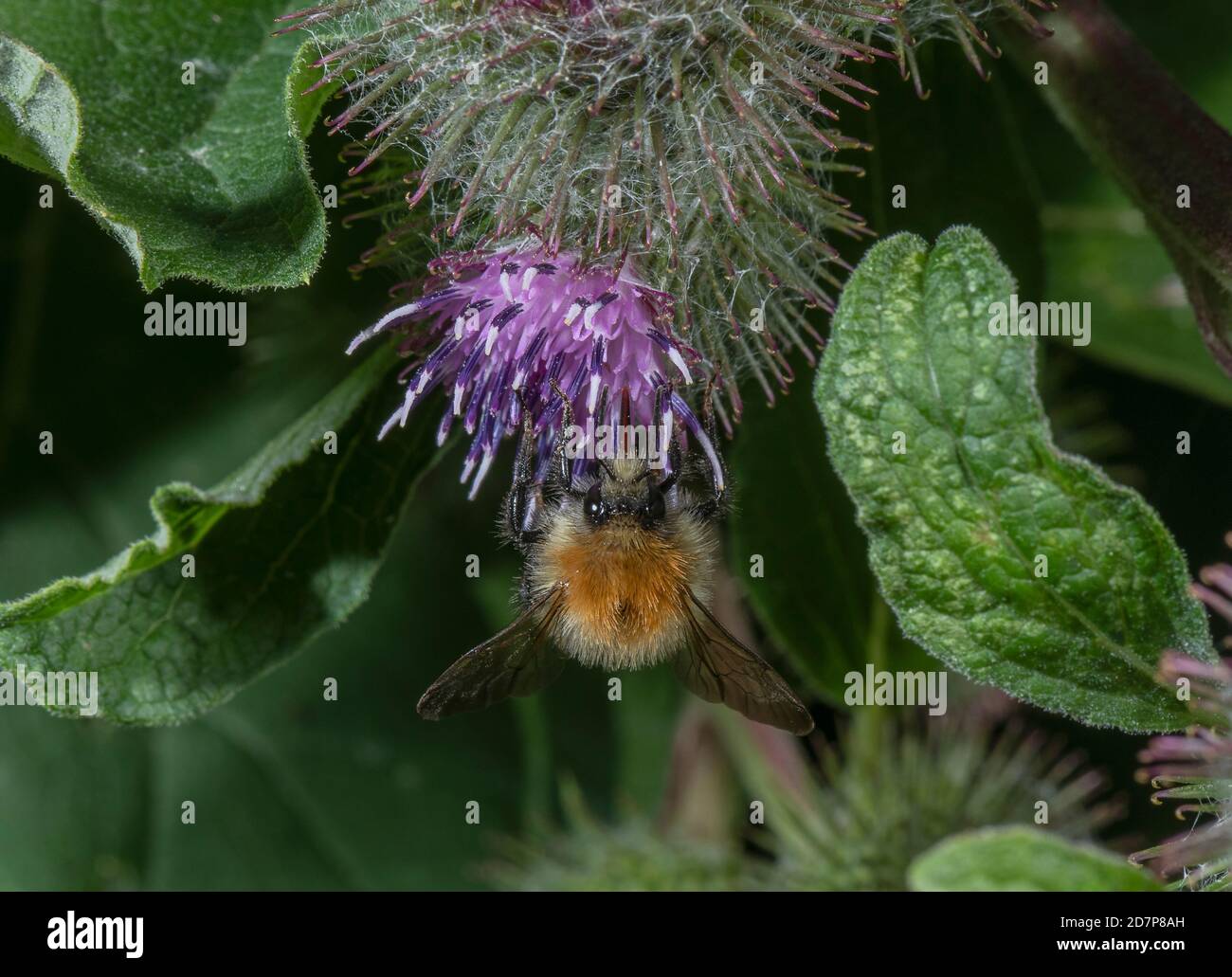 Comune carder Bumblebee, Bombus pascuorum alimentazione su fiori Burdock. Foto Stock