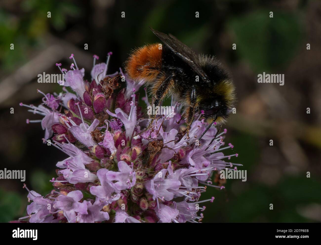 Maschio Bumble-bee dalla coda rossa, Bombus lapidarius, nutrendo i fiori di Marjoram. Dorset. Foto Stock