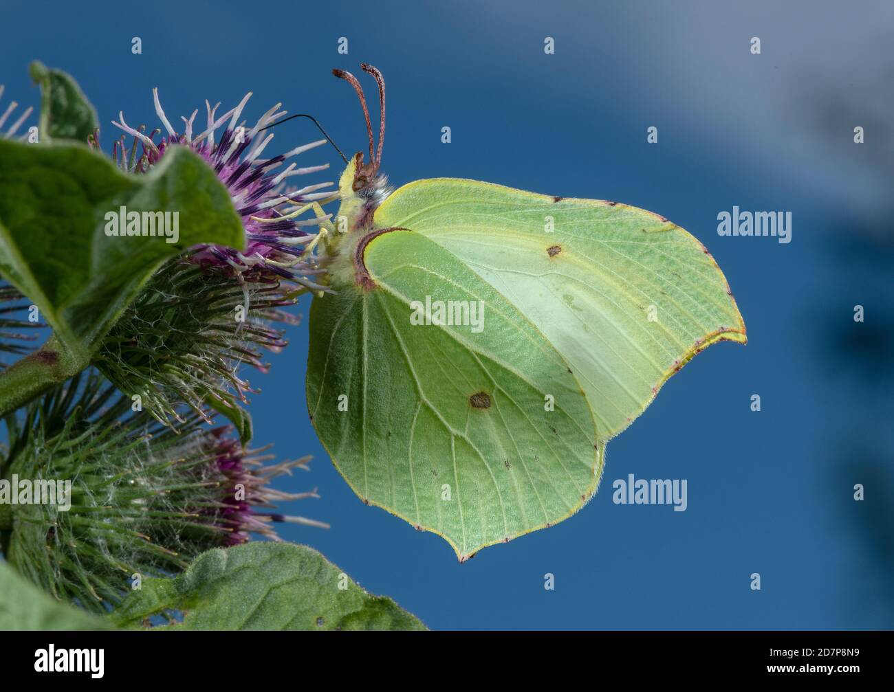 Maschio Brimstone farfalla, Gonepteryx rhamni, nutrimento a Burdock fiori in tarda estate. Foto Stock
