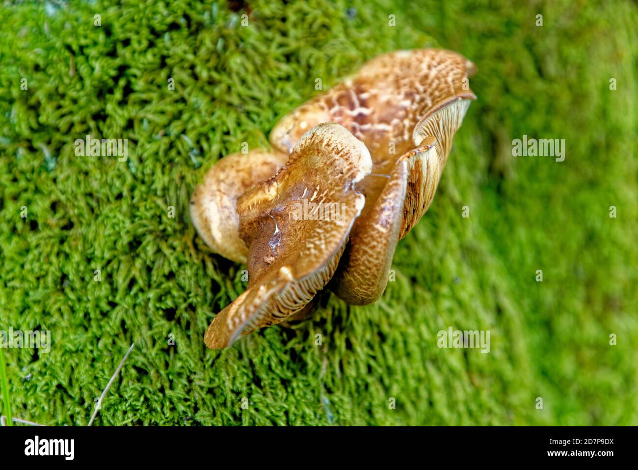 Fungo di Chaga - Inonotus obliquus che cresce in una foresta. Fungo di scaffale usato in medicina alternativa Foto Stock