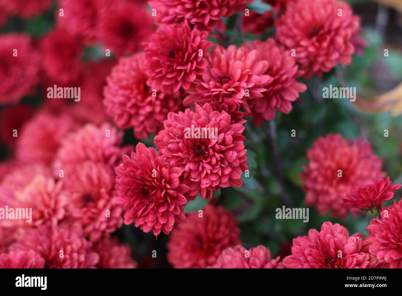 Crisantemo rosso fiori Foto Stock
