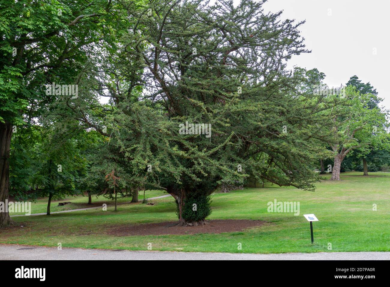 Il più antico albero di tasso (taxus baccata) che ha più di 600 anni, a Christchurch Park, Ipswich, Suffolk, Regno Unito (agosto 2020). Foto Stock