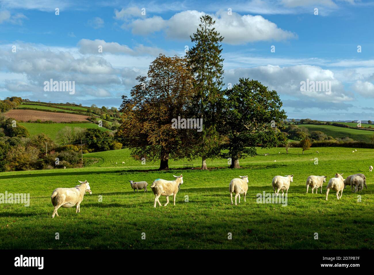Sheep in teign Valley Devon,Rural Scene, Devon, Inghilterra, Sheep, UK, English Culture, Landscape - Scenery, Agriculture, Environmental Conservation, Foto Stock