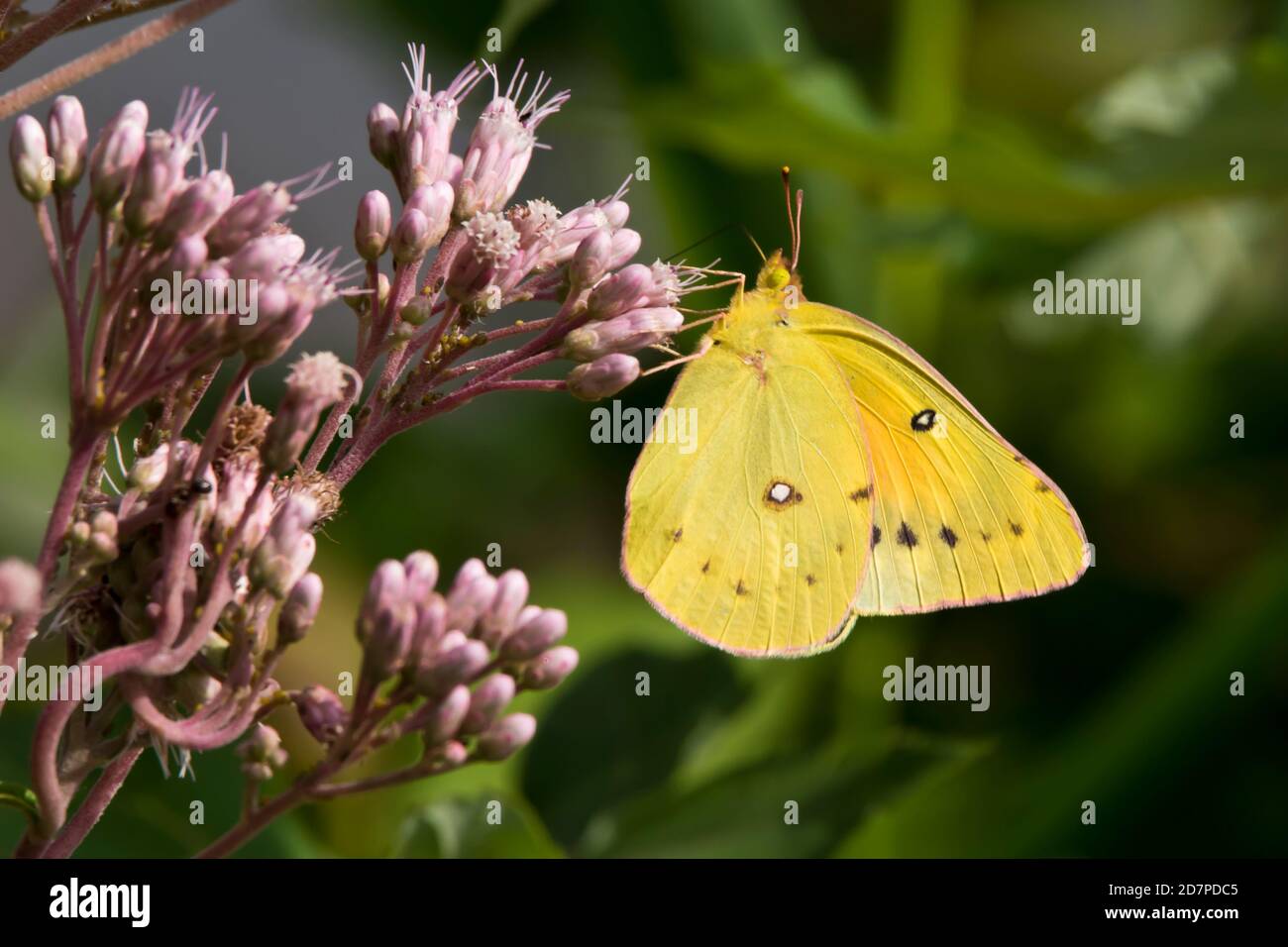 Farfalla solforosa comune su fiori selvatici Foto Stock