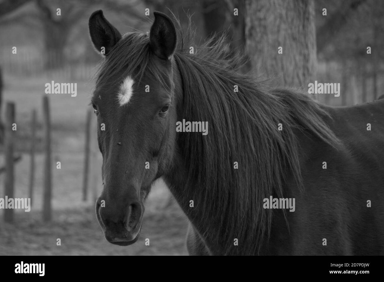 Closeup scala di grigi di un cavallo peruviano in una fattoria Foto Stock