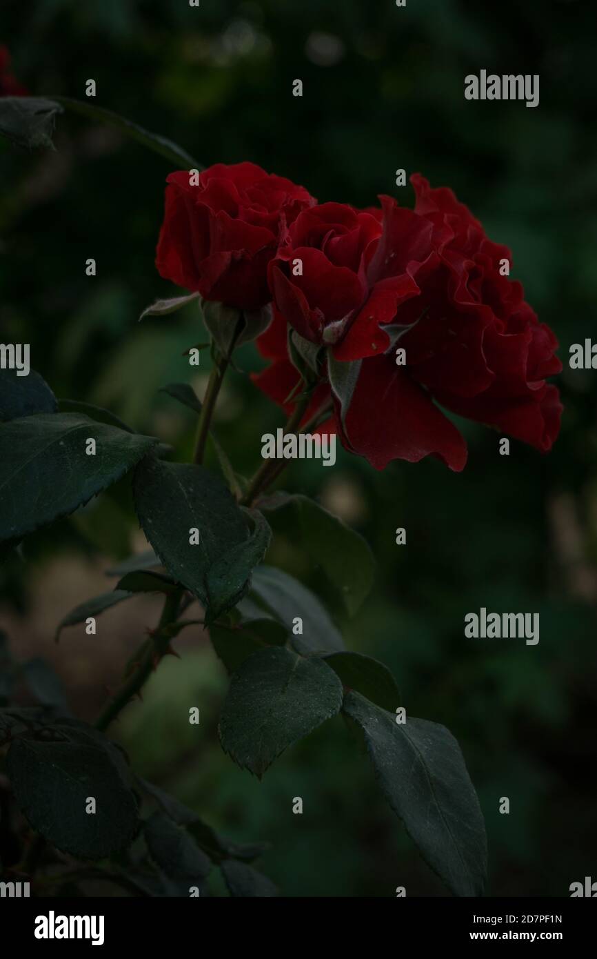 Primo piano di più belle rose rosse che crescono sul cespuglio Foto Stock