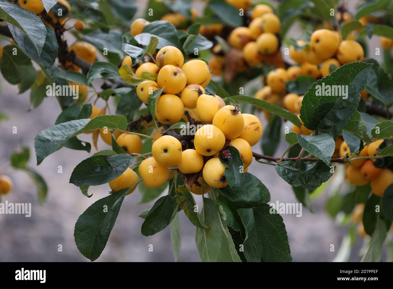 Fuoco selettivo di piccole mele gialle selvatiche sull'albero rami Foto Stock
