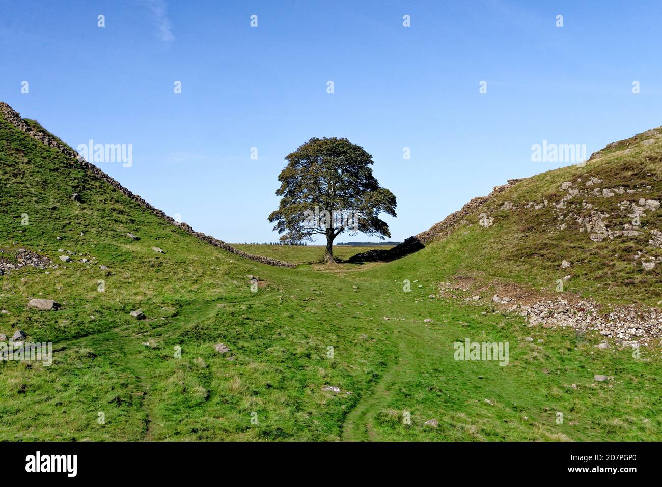 Muro di Adriano a Sycamore Gap tra Housesteads e Steel Rigg. Il famoso albero di Sycamore è conosciuto come Robin Hood's Tree, Northumberland, Inghilterra Foto Stock