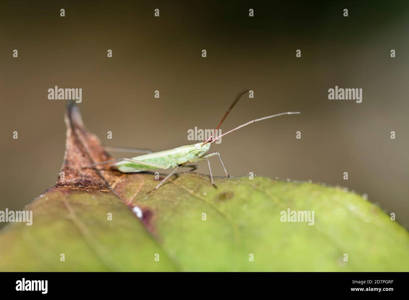Piccolo insetto verde su foglia con sfondo sfocato Foto Stock