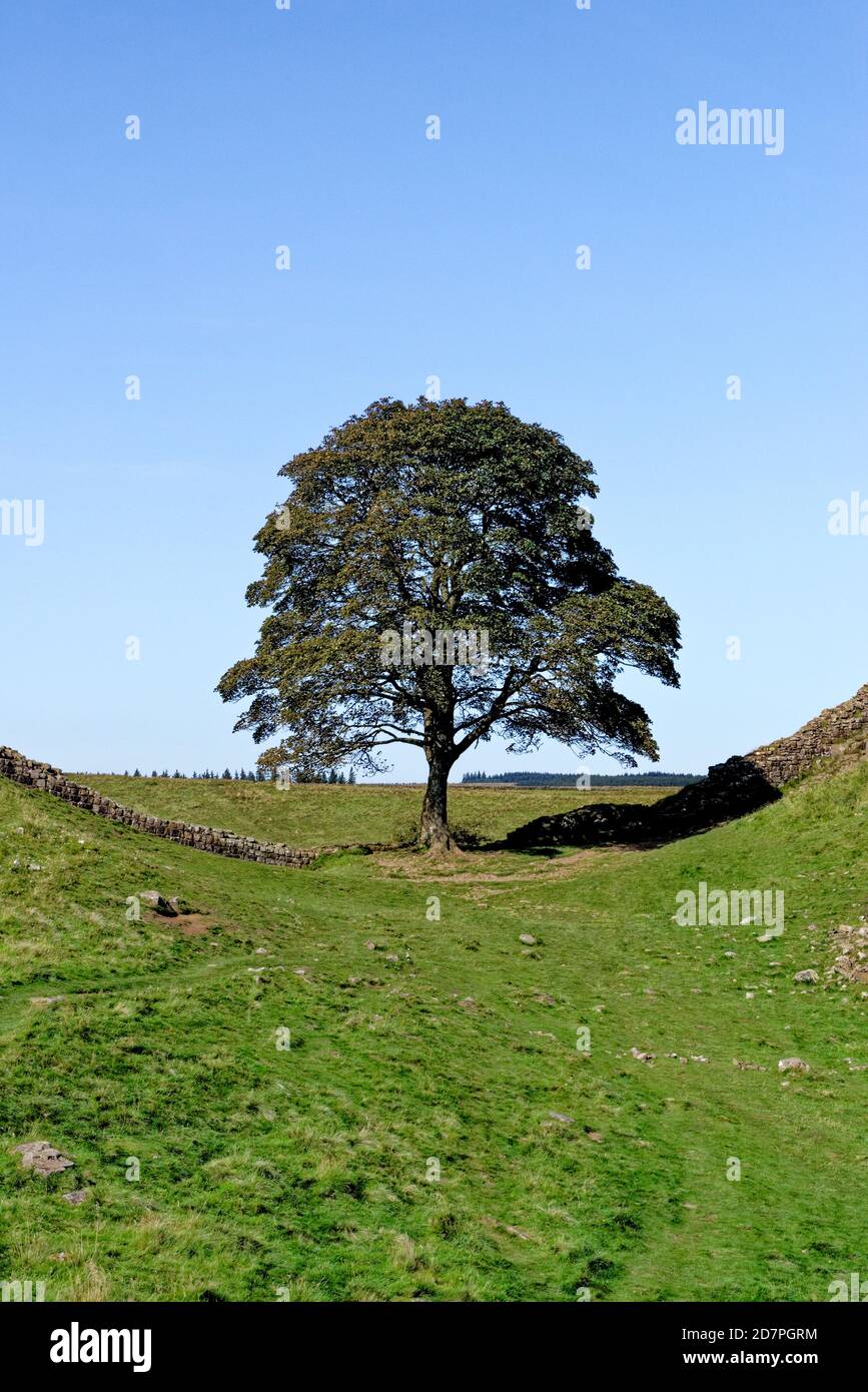 Muro di Adriano a Sycamore Gap tra Housesteads e Steel Rigg. Il famoso albero di Sycamore è conosciuto come Robin Hood's Tree, Northumberland, Inghilterra Foto Stock