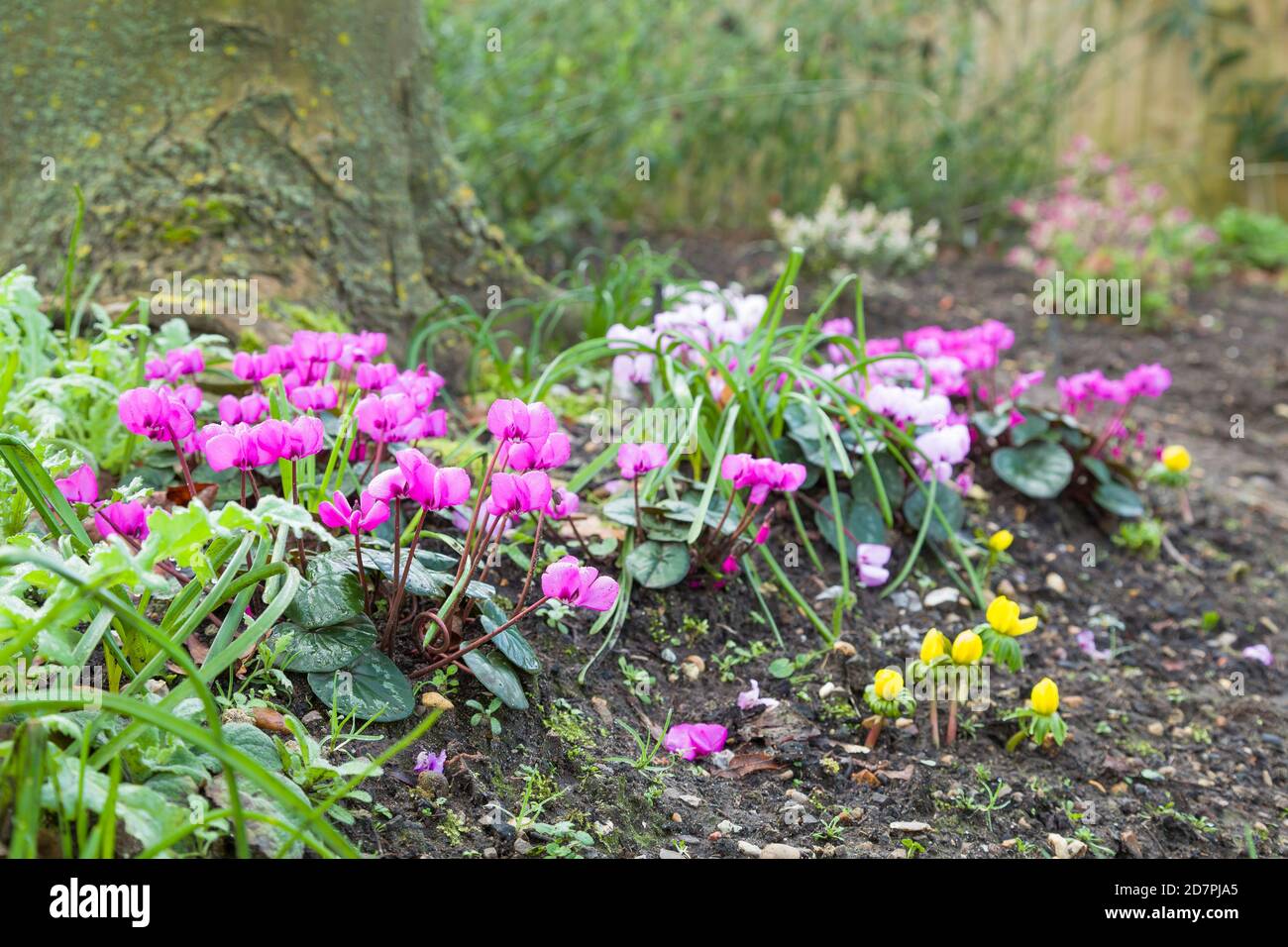 Ciclamini rosa in fiore, ciclamino in un giardino di confine, Regno Unito Foto Stock