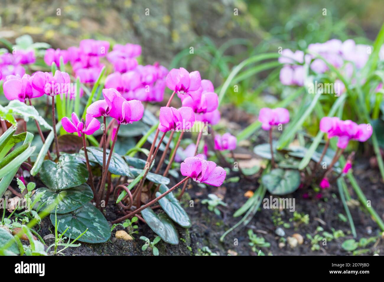 Ciclamino, closeup di fiori di ciclamino rosa in un giardino, Regno Unito Foto Stock