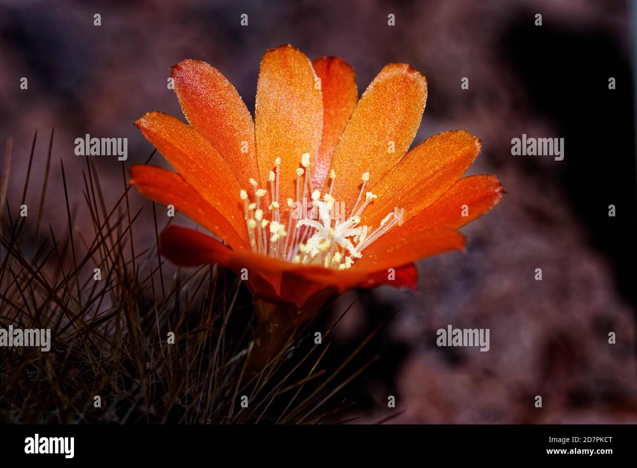 Rebutia miniscala: I fiori non sono prodotti in cima allo stelo, ma da intorno alla base. Sono rosse, lunghe fino a 4 cm (1.6"). Foto Stock