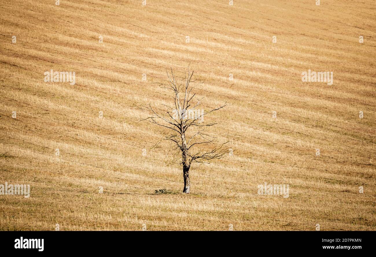 Concetto di cambiamento climatico del Regno Unito, albero morto in un campo di coltura asciutto, paesaggio estivo del Regno Unito che descrive il riscaldamento globale Foto Stock