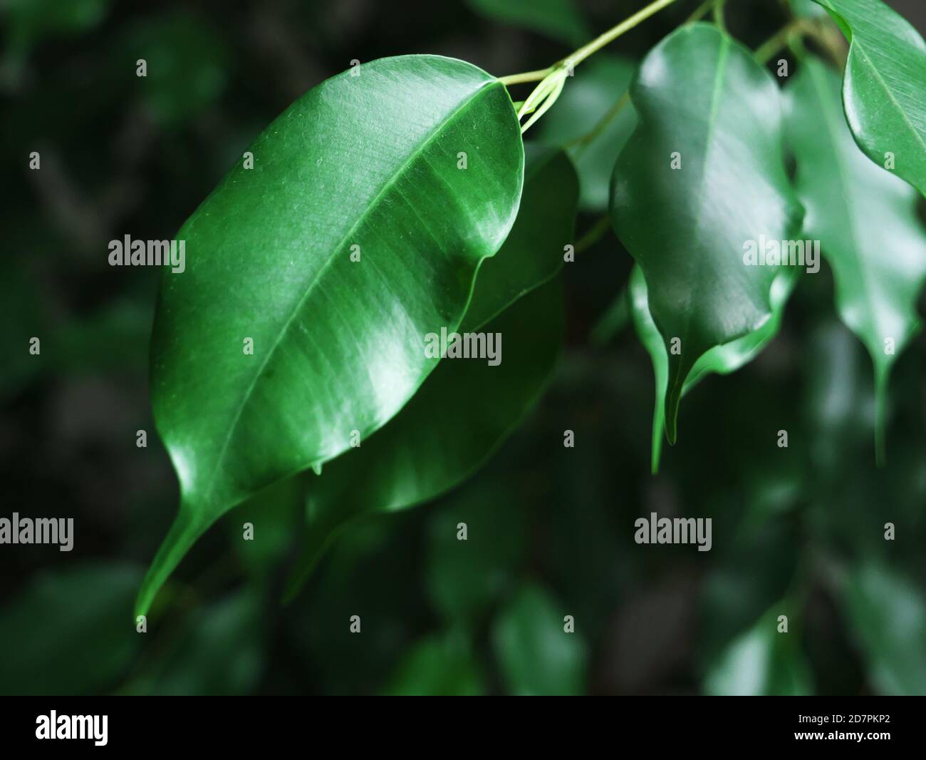 Sfondo della natura con un primo piano su foglie di fichus verdi Foto Stock