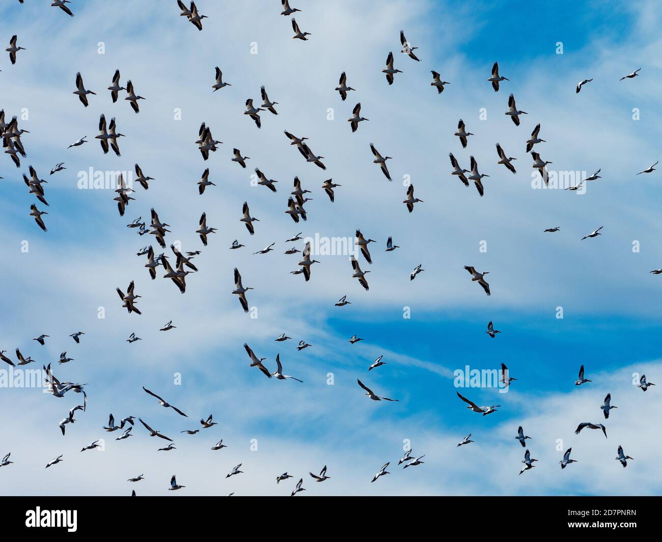 Pellicani bianchi americani, Pelecanus erythrorhynchos, a Tule Lake, California, USA Foto Stock