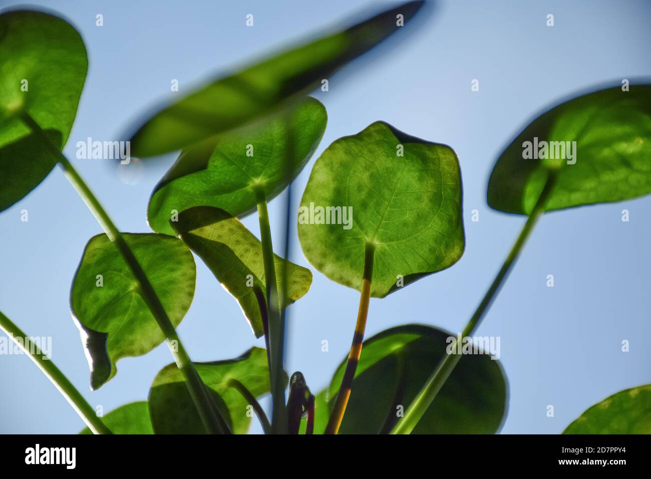 Cinese soldi pianta foglie con tramonto Foto Stock