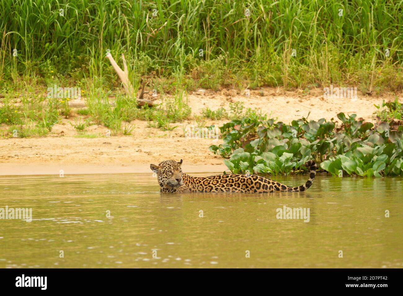 La grande siccità del brasiliano Pantanal 2020 Foto Stock