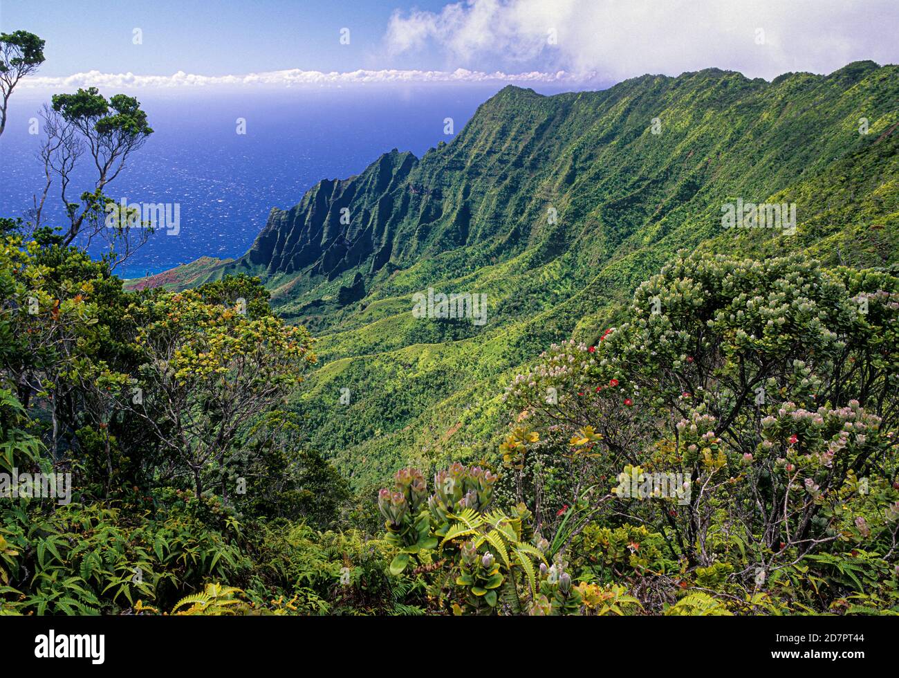 Vista della valle di Kalalau e della costa di Napali di Kauai, Hawaii, da un punto panoramico del Kokee state Park. Foto Stock