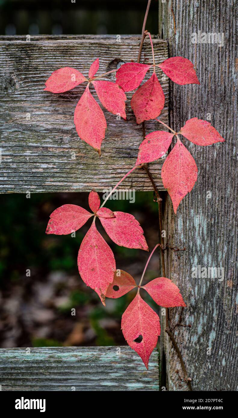 Virginia superriduttore vite (Parthenocissus quinquefolia) arrampicata vecchio recinto in autunno in Virginia. Foto Stock