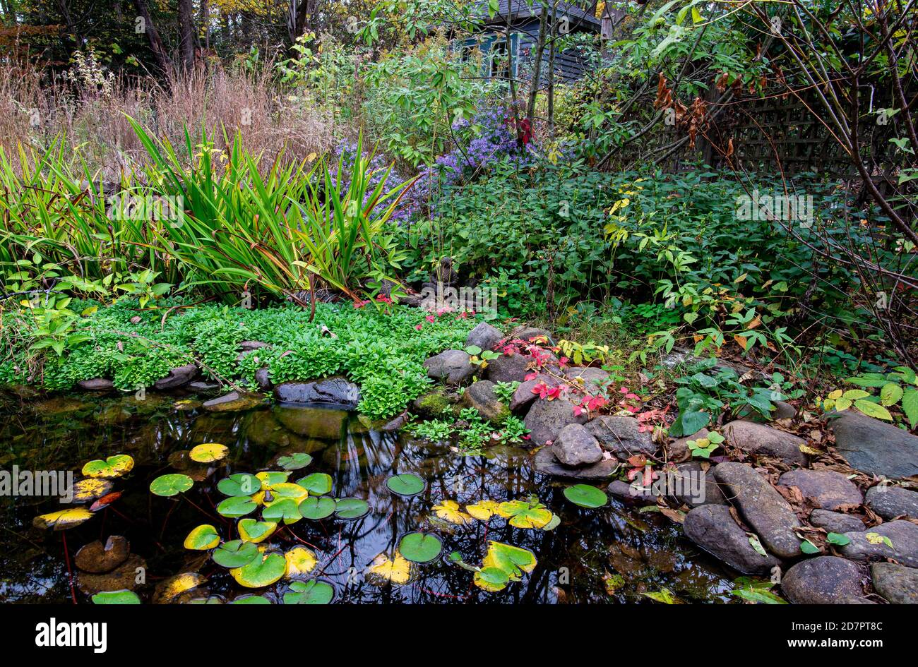 Cortile stagno e fiori circostanti in autunno nel centro della Virginia. Foto Stock