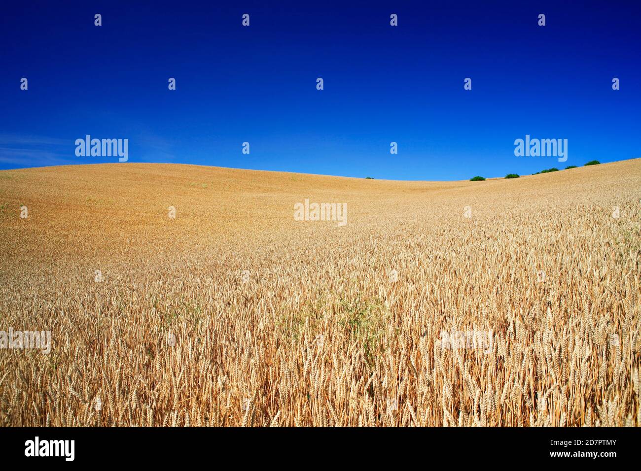 Campo di grano sotto il cielo blu, colline ondulate, Saalekreis, Sassonia-Anhalt, Germania Foto Stock