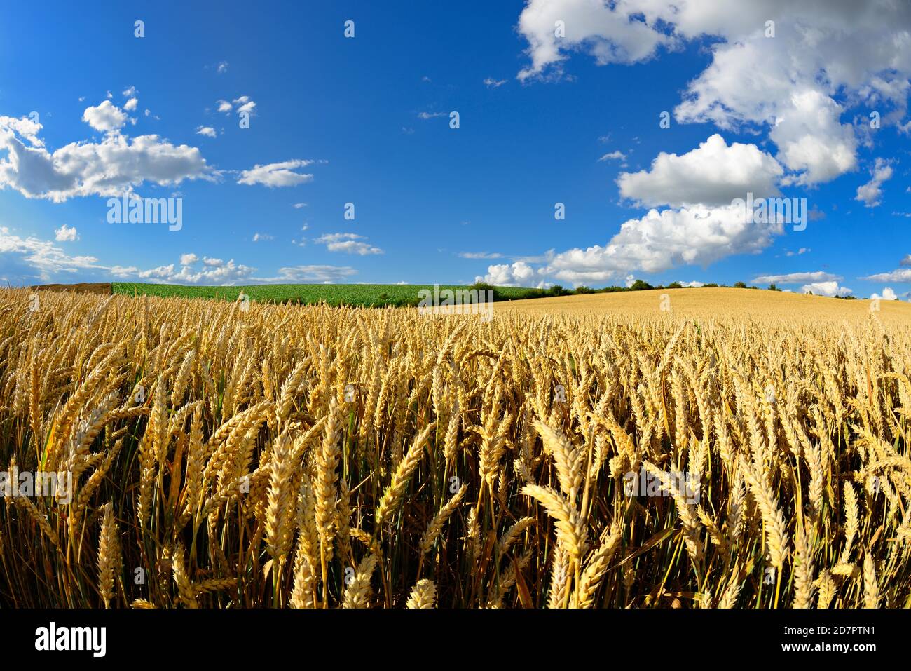 Campo di grano sotto il cielo blu con le nuvole di cumulo, Saalekreis, Sassonia-Anhalt, Germania Foto Stock