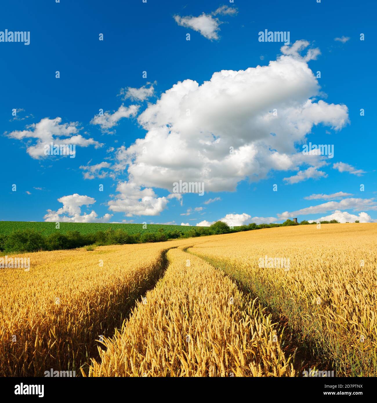 Paesaggio culturale in estate, campo di grano, corsia porta nel quadro, cielo blu con le nuvole di cumulo, vicino a Wettin, Saalekreis, Sassonia-Anhalt, Germania Foto Stock