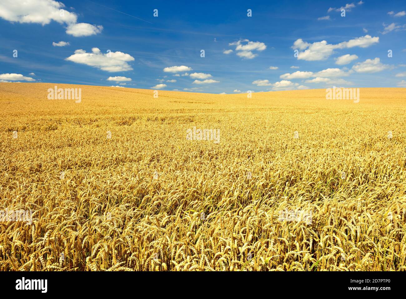 Campo di grano senza fine sotto il cielo blu con le nuvole, Magdeburger Boerde, Sassonia-Anhalt, Germania Foto Stock