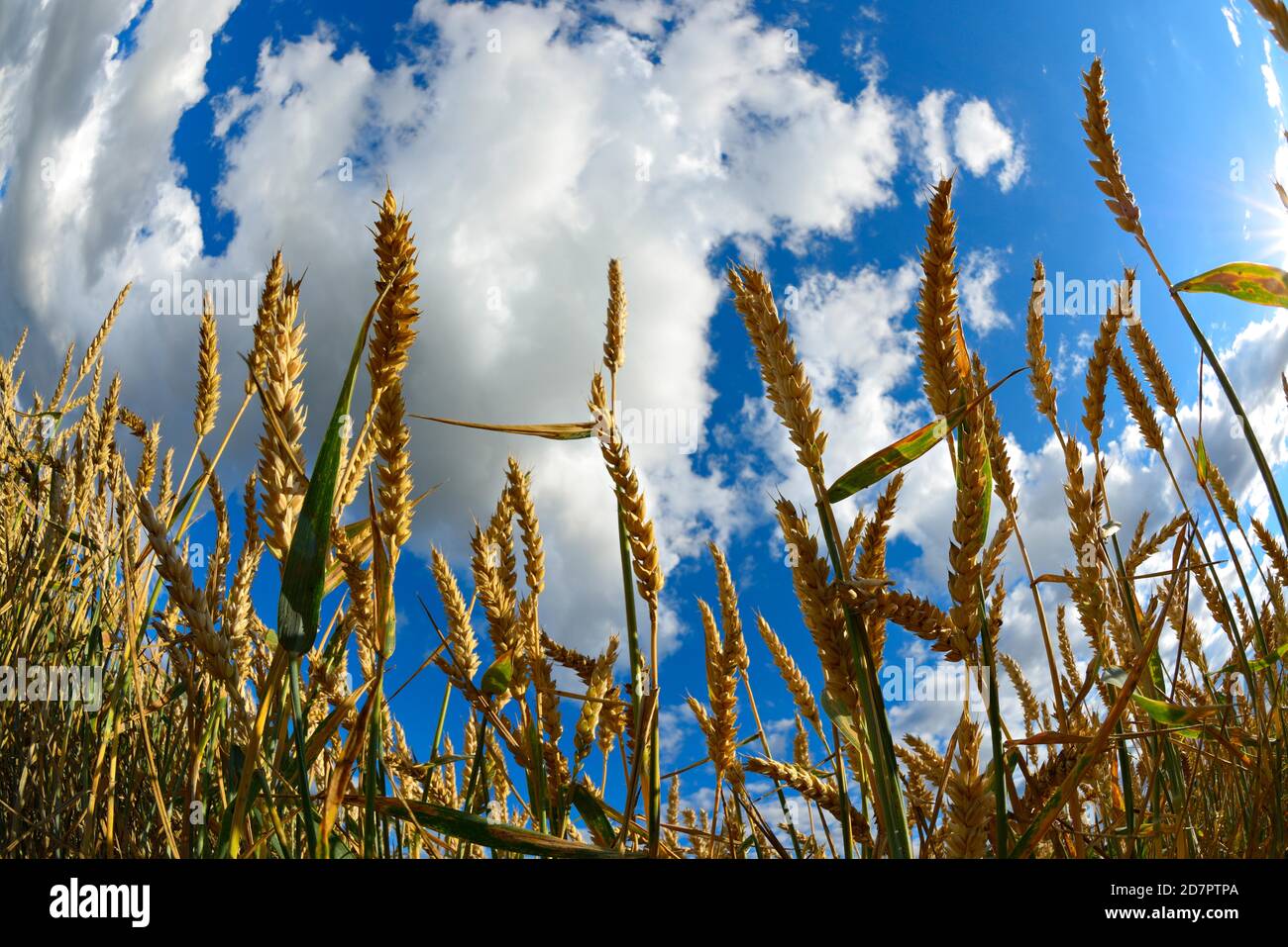 Campo di grano sotto un cielo blu con nuvole, primo piano, vista panoramica della rana Foto Stock