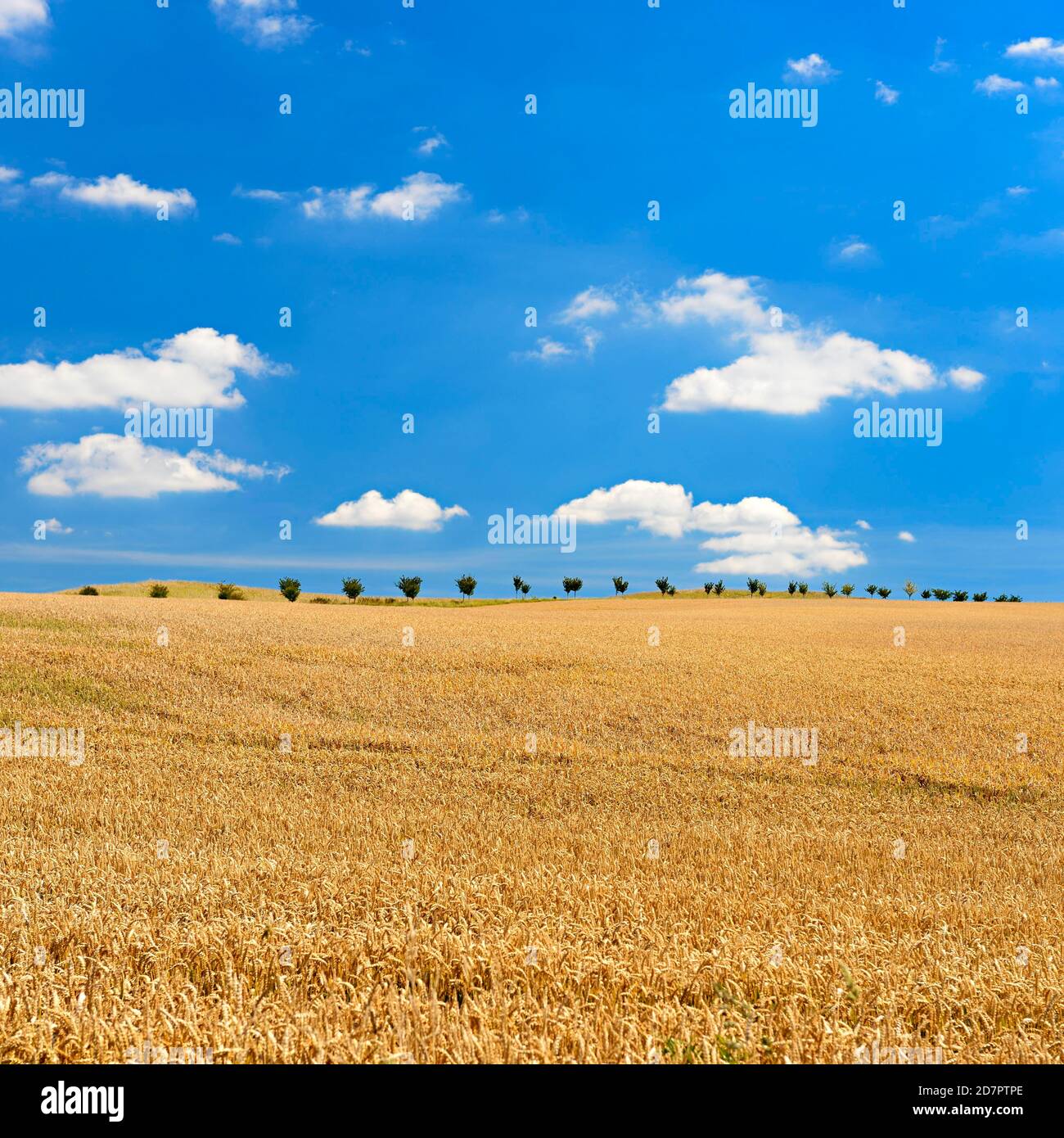 Campo di grano senza fine sotto il cielo blu con le nuvole, Saalekreis, Sassonia-Anhalt, Germania Foto Stock