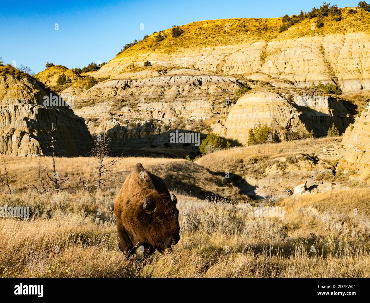 Bufalo americano o bisonte, bisonte bisonte, nel Parco Nazionale di Theodore Roosevelt, North Dakota, Stati Uniti Foto Stock