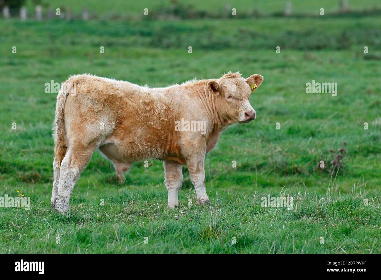 Bovini domestici Charolais (Bos primigenius taurus), vitello toro su un pascolo, Schleswig-Holstein, Germania Foto Stock